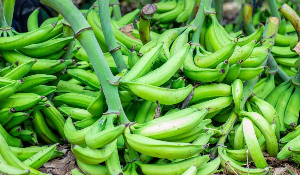 THE NUTRITIONAL BENEFITS OF UNRIPE PLANTAIN - Cover Image